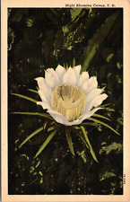 Night Blooming Cereus-Cactus Flower-Vintage Linen Postcard picture