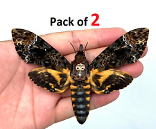 2 Real Acherontia Atropos Death Head Moth Unmounted Silence Lambs Taxidermy picture