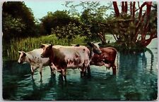 1910's Cows In The River Cattle Raising Dairy Production Posted Postcard picture