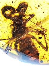 Extremely rare extinct large arachnid Uropygi in Burmite amber fossil cretaceous picture