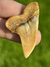 Beautiful Yellow Firezone Planus (Hooked Mako) Fossil Shark Tooth Bakersfield  picture