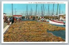 Vintage Florida Postcard - A Fine Catch of Sponges  Tarpon Springs picture
