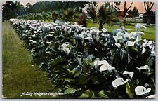 Vtg California CA A Lily Hedge Postmarked Ocean Park 1910s View Old Postcard picture