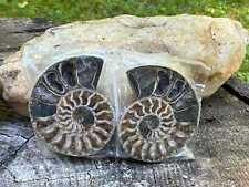 Fossil Shell, Pair of Ammonite, Ammonite with Iridescence, Matched Ammonite, Ma picture