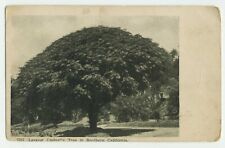 Largest Umbrella Tree Southern California Oscar Newman Los Angeles CA postcard picture