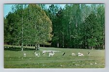 LA-Louisiana, Hodges Gardens, Highway 171, Deer Herd Vintage Souvenir Postcard picture
