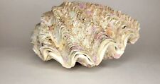 One Of A Kind Authentic Natural Rainbow Layers Of Ocean Life Patina Clam Shells  picture