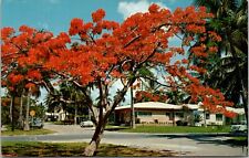 Royal Poinciana Tree Florida Vintage Postcard spc2 picture