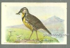 Arm and Hammer Useful Birds of America Meadowlark Victorian Trade Card picture