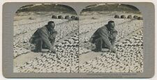 CHINA SV - Shaukiwan - Drying Fish - CH Graves c1902 picture
