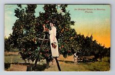 Bearing FL-Florida, an Orange Grove, c1911 Antique Vintage Souvenir Postcard picture