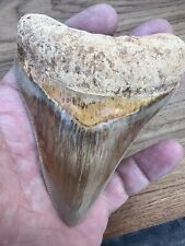 Fantastic Megladon Tooth From Indonesia picture