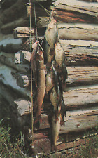Postcard Mixed Bag Northern Pike Wall-Eyed Pike Crappies picture