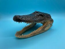 Alligator Head 5 - 7 Inches Genuine Real American Gator picture