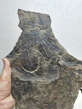 540 Million Year Old Cambrian Trilobite fossil redlichia fossil picture