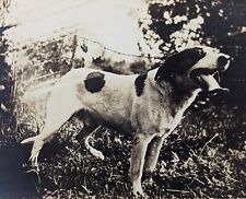 Antique Hound Dog RPPC Antique Photograph Real Photo Postcard 1920s picture