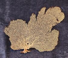 Large Natural Fan Sea Coral specimen picture