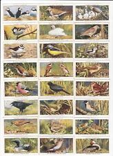 Complete Set of 50 Wild Bird Cards from 1932 OWLS Crow Raven ++++ picture