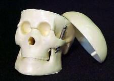 1-Miniature TINY TIM SKELETON SKULL Movable Jaw Halloween Prop Crafts Decoration picture
