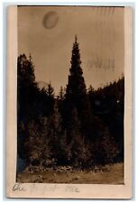 1908 Candid The Perfect Tree Forest Boulder Colorado CA RPPC Photo Postcard picture