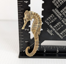 VTG Real Natural Dried Seahorse Specimen Hippocampus Erectus Skeleton picture
