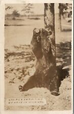 RPPC Bear Drinking From Can or Bottle Michigan 1937 to Nebraska Postcard U12 picture