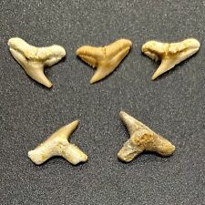 5 Beautiful PHYSOGALEUS SECUNDUS Shark Teeth - Western Sahara picture