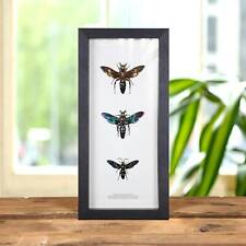 Megascolia The World's Largest Wasps in Box Frame (Megascolia procer, procer jav picture