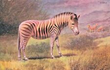 Vintage Animal  Postcard ZEBRAS   GRAZING IN FIELDS    UNPOSTED   picture