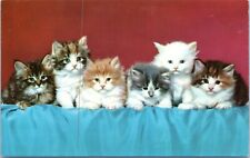 c1960's Kittens, Vintage Chrome Postcard, adorable cats picture