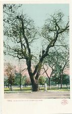 CAMBRIDGE MA – Washington Elm – udb (pre 1908) picture