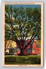 Marietta OH-Ohio, Rathbone Elm, Antique, Vintage Souvenir Postcard picture