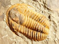 wOw Big 100% NATURAL Hamatolenus Trilobite Fossil Anif Morocco 1373gr picture