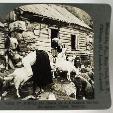 Norwegian Lady Milking Goats Stereoview c1903 Hardanger Fjord Norway Farm J87 picture