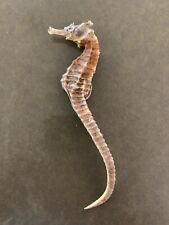 1 Vintage Real Natural Dried Seahorse Specimen Hippocampus Erectus Skeleton 6” picture