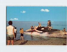 Postcard Cutting In Stranded Whale Cape Cod National Seashore Massachusetts USA picture