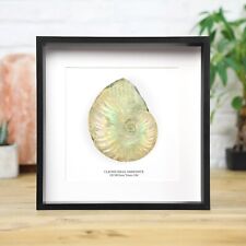 Iridescent Cleoniceras Ammonite  (110 million years) Frame - Fossil Archaeology picture