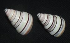 30 mm 2 Pcs Liguus Virgineus Candy Stripe Land Snail Shell GREAT PATTERN picture