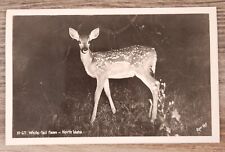 White Tail Fawn North Idaho Ross Hall RPPC H-67  Postcard picture