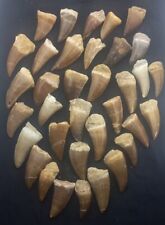 36 PC'S BIGGER Mosasaur Hoffmanni Fossils Teeth from Morocco tylosaurus Morocco  picture