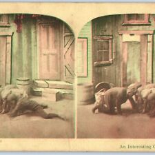 c1910s Interesting Game Black Men on Ground Cleaning? Real Photo Stereo Card V16 picture