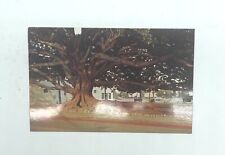 Vintage New Postcard Santa Barbara Moreton Bay Fig Tree Fiscus Macrophylia picture