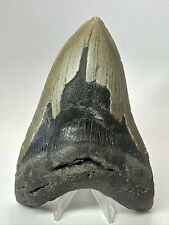 Megalodon Shark Tooth 5.55” Huge - Authentic Fossil - Carolina 18087 picture