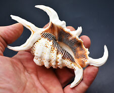 Set of 2:  Beautiful Spyder Conch Shell (Lambis Chiragra) 4-5