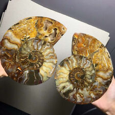 3.37lb A pair of Split Ammonite Fossil Specimen Shell Healing Madagascar Decor+S picture