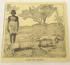 1884 magazine engraving ~ LION & LIONESS ~ Sudan picture