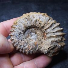 230gr 84mm Ammonite Calycoceras Newboldi Fossil Cretaceous fossilien 5 picture