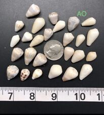 Assorted Small Hawaiian Cone shells - Authentic Hawaiian Cone Shells picture