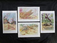 4 1942 Early Life Prints - Dinichthys, Trilobites, Eurypterids, Eryops + more picture