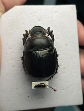 coleoptera scarabaeidae scarabaeinae Heliocopris densissa A1 Male Very Rare picture